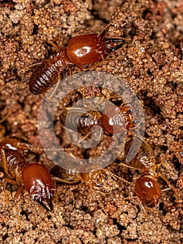 Adult Jawsnouted Termites