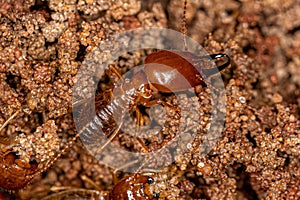 Adult Jawsnouted Termites