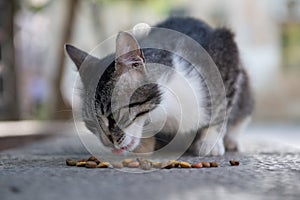 Adult Jerusalem feral cat eats a dinner of dried kibble on a sidewalk