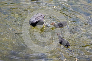 Adult and jevenile Coots on Lake Misurina near Auronzo di Cadore, Veneto, Italy