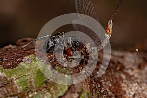 Adult Jumping Spider