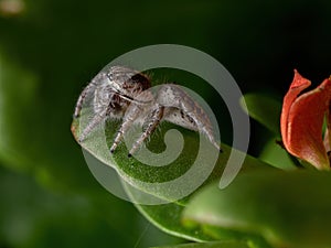 Adult jumping spider on a Flaming Katy Plant