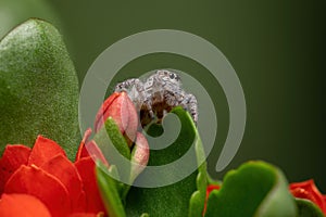 Adult jumping spider on a Flaming Katy Plant