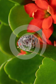Adult jumping spider on a Flaming Katy Plant