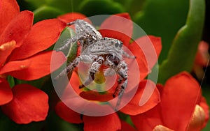 Adult jumping spider on a Flaming Katy Plant