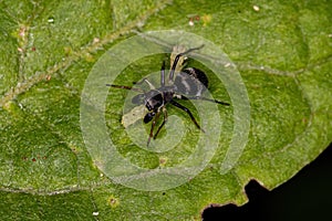 Adult Jumping Spider that mimics carpenter ants