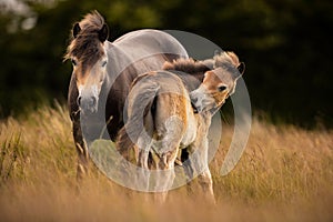 Adult and a juvenil Exmoor horse breed pony in a closeup shot photo