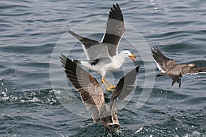 Adult and juvenile Belcher`s gulls sitting on the ocean photo