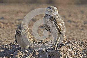 Adult and juvenile Burrowing Owl, Athene cunicularia