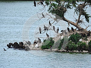 Adult and Juvenile Cormorants Perched on Bottom of Man Made Rookery