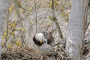 Adult and juvenile eagle in a nest.