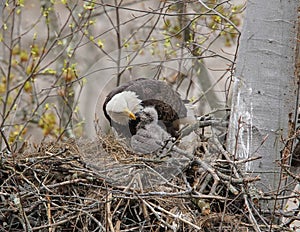 Adult and juvenile eagle in a nest.