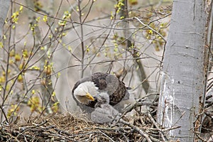 Adult and juvenile eagle in a nest.