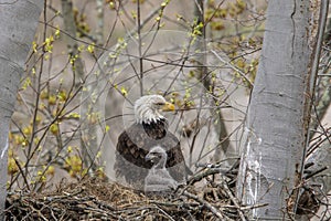 Adult and juvenile eagle in a nest.