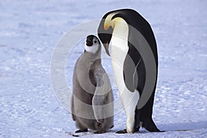 Adult and juvenile Emperor penguins on ice, Weddell Sea, Antarctica