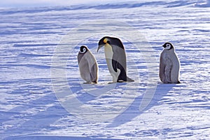 Adult and juvenile Emperor penguins walking on ice, Weddell Sea, Antarctica
