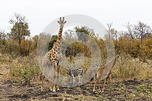 Adult and juvenile giraffe and zebras