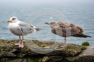 Adult and juvenile herring gull, larus argentatus, perched on a wall during Storm Agnes, Dunmore Head, Dingle, Co Kerry, Ireland