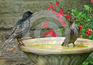 Adult and juvenile starling on a birdbath