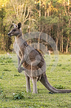 Adult kangaroo in Coombabah Park, Queensland, Australia photo