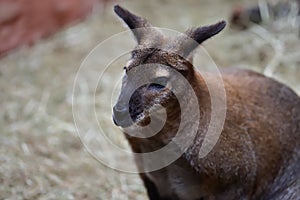 Adult kangaroo Macropod, sitting and watching