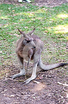 An adult kangaroo observing visitors in Hartley’s Crocodile Adventures park