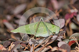 Adult Katydid (Microcentrum) perched on a Loropetalum shrub, ventral view.