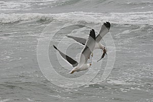 Adult Kelp gulls fighting over fish