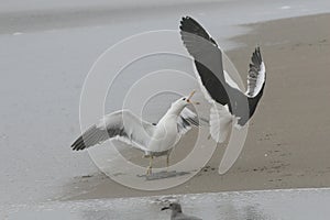 Adult Kelp gulls fighting over fish