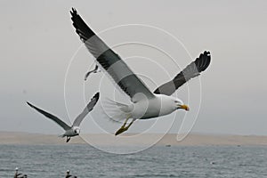 Adult Kelp gulls flying over the ocean