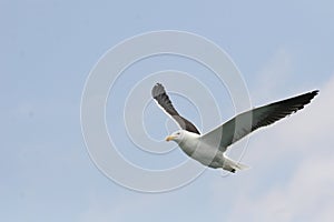 Adult Kelp gulls flying over the ocean