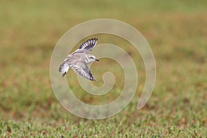 An adult Kentish plover Charadrius alexandrinus flying in highspeed on the island of Cape verde