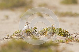 An adult Kentish plover Charadrius alexandrinus foraging in the desert on the island of Cape verde