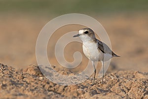 An adult Kentish plover Charadrius alexandrinus foraging in the desert on the island of Cape verde