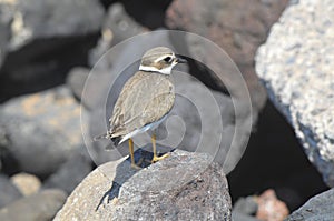 Adult Kentish Plover Water Bird