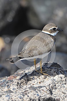 Adult Kentish Plover Water Bird