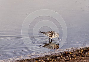 Adult Kentish Plover Water Bird