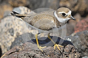 Adult Kentish Plover Water Bird