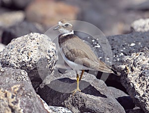 Adult Kentish Plover Water Bird