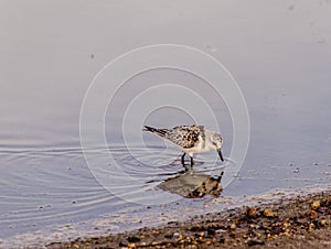 Adult Kentish Plover Water Bird