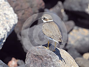 Adult Kentish Plover Water Bird