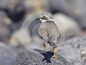 Adult Kentish Plover Water Bird
