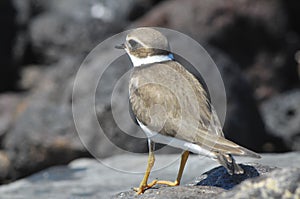 Adult Kentish Plover Water Bird