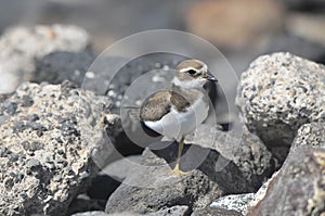 Adult Kentish Plover Water Bird