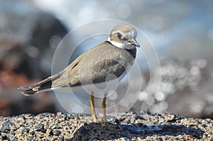 Adult Kentish Plover Water Bird