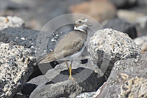 Adult Kentish Plover Water Bird