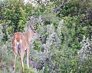 Adult key deer alertly observe the environment photo