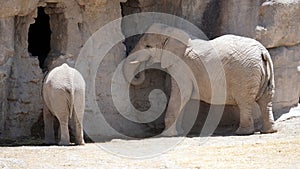 Adult and kid elephant cover from the sunlight