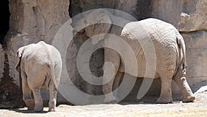 Adult and kid elephant restng in the shadow