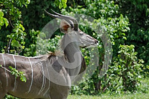 Adult Kudu in Chobe National Park